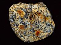 limestone fossil-5